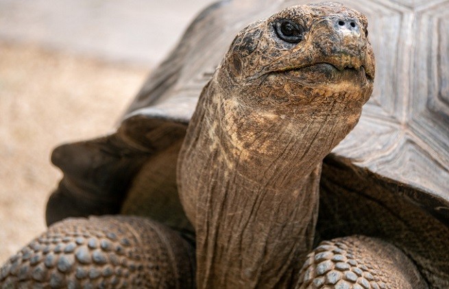 Tartaruga delle Galapagos