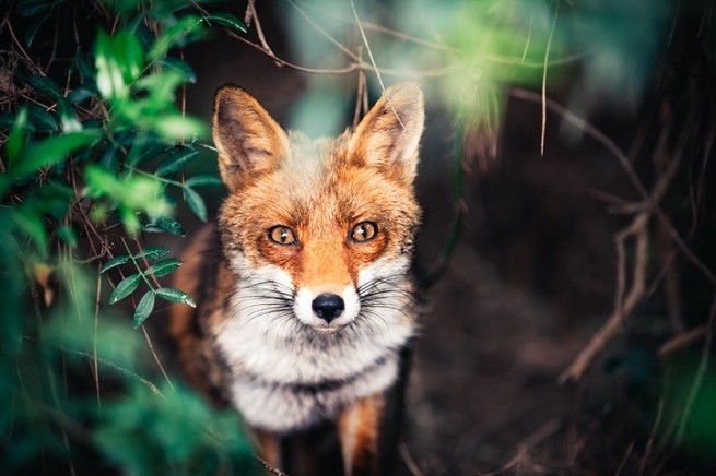 Animali del bosco