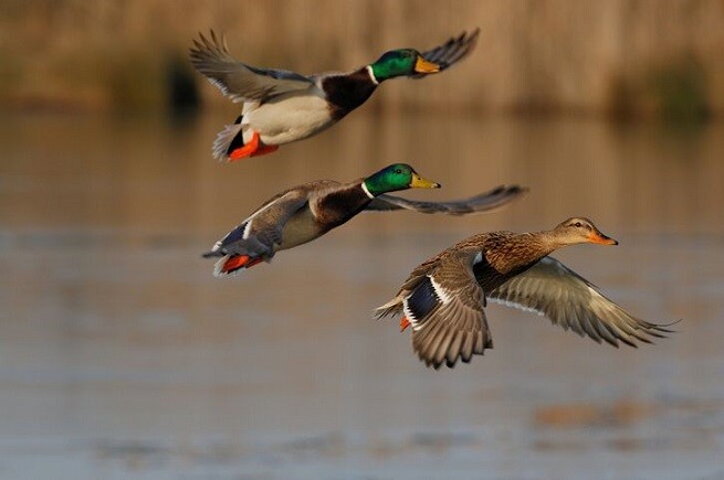 Botulismo aviario: anatre in volo