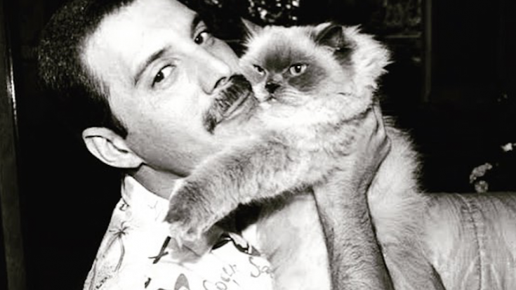 I gatti di Freddie Mercury