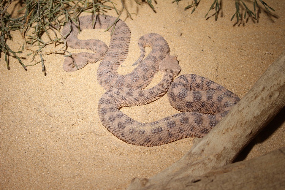 Vipera cornuta del deserto