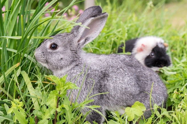 Animali esotici: coniglio e cavia