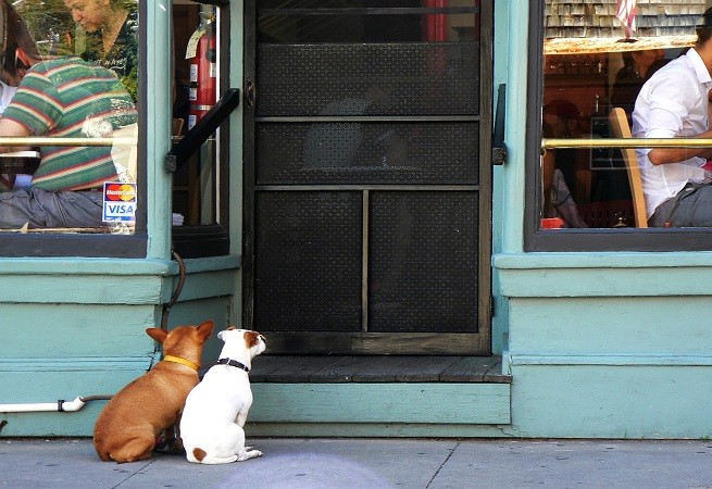 Cane al ristorante