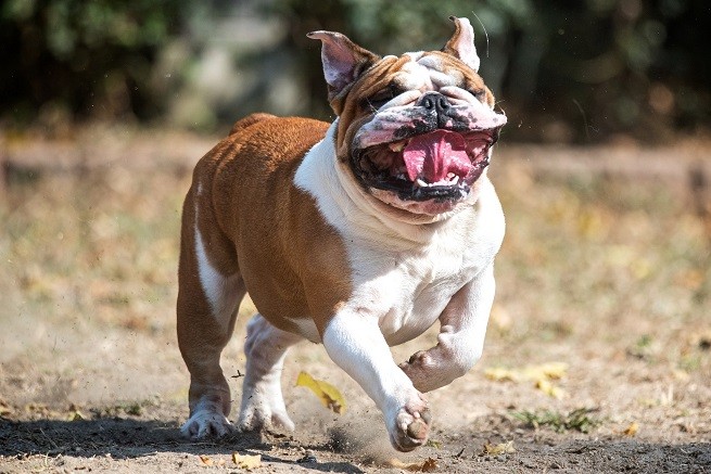 Esofago ridondante cane e sindrome cane brachicefalo: Bulldog inglese