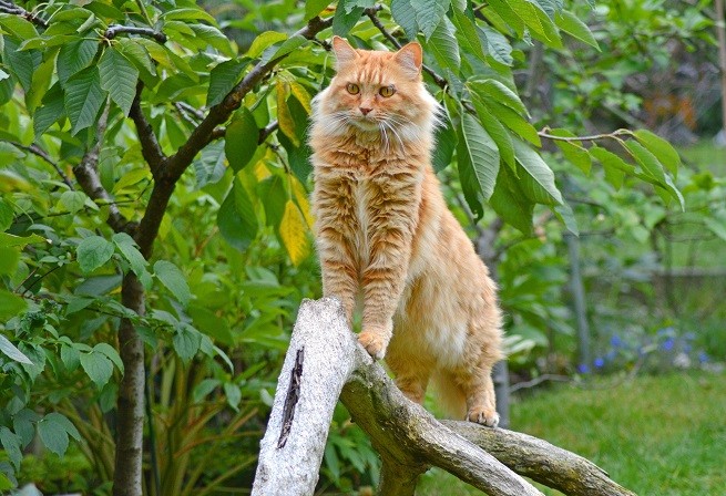 Maine Coon rosso, amiotrofia spinale