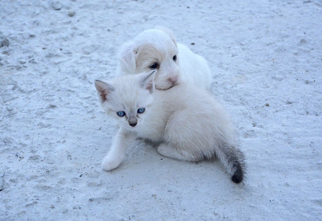 Reticolociti cane e gatto