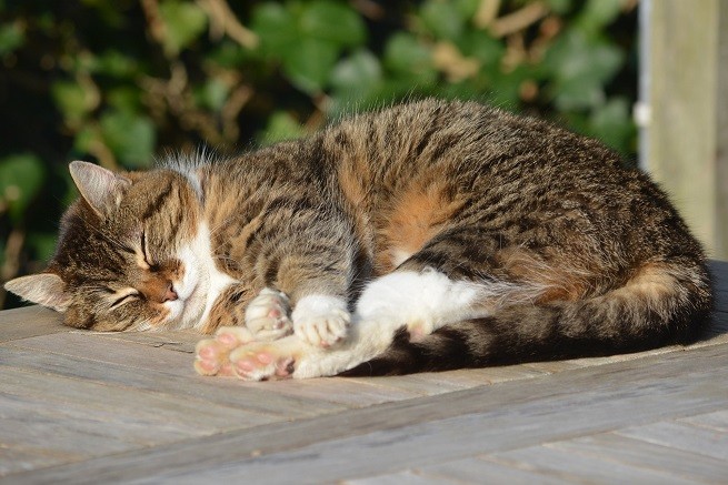 Neuropatia ischemica gatto