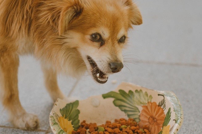 Cane e ciotola