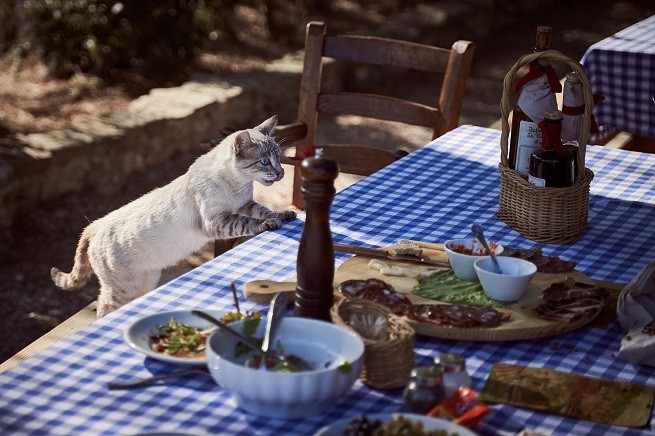 Gatto che ruba il cibo