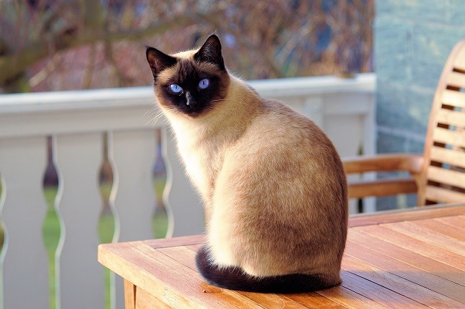 Gatto Siamese