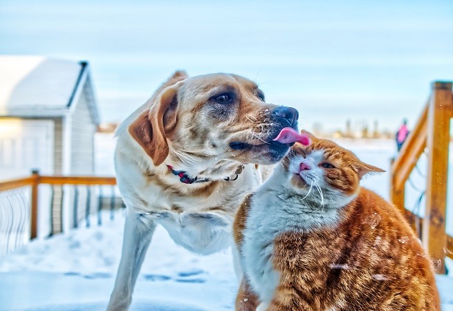 cane e gatto