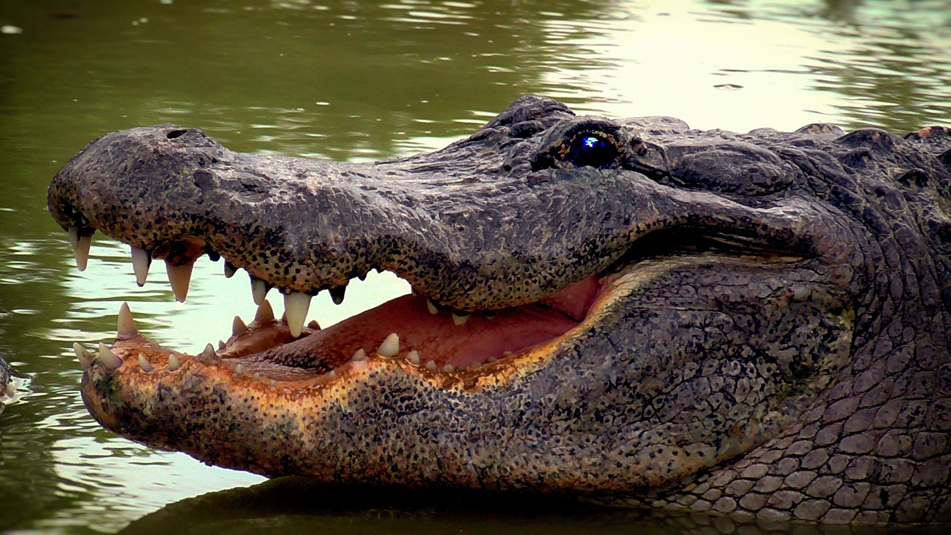 Florida animali pericolosi alligatore