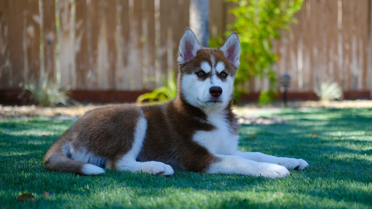 Cani truffa: cucciolo di Siberian Husky