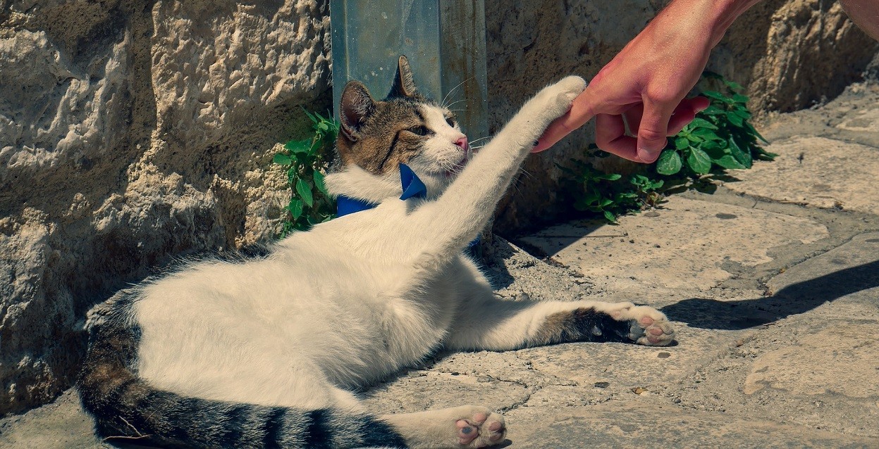 Città dei gatti