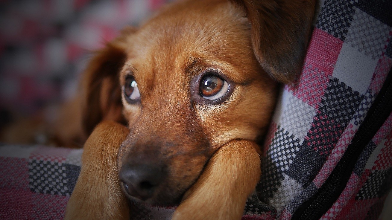 Cambogia: cuccioli cane