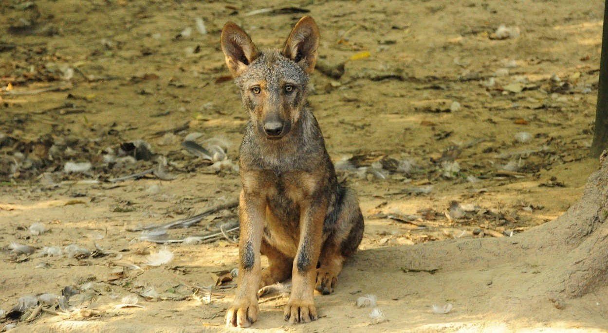 lupo cucciolo