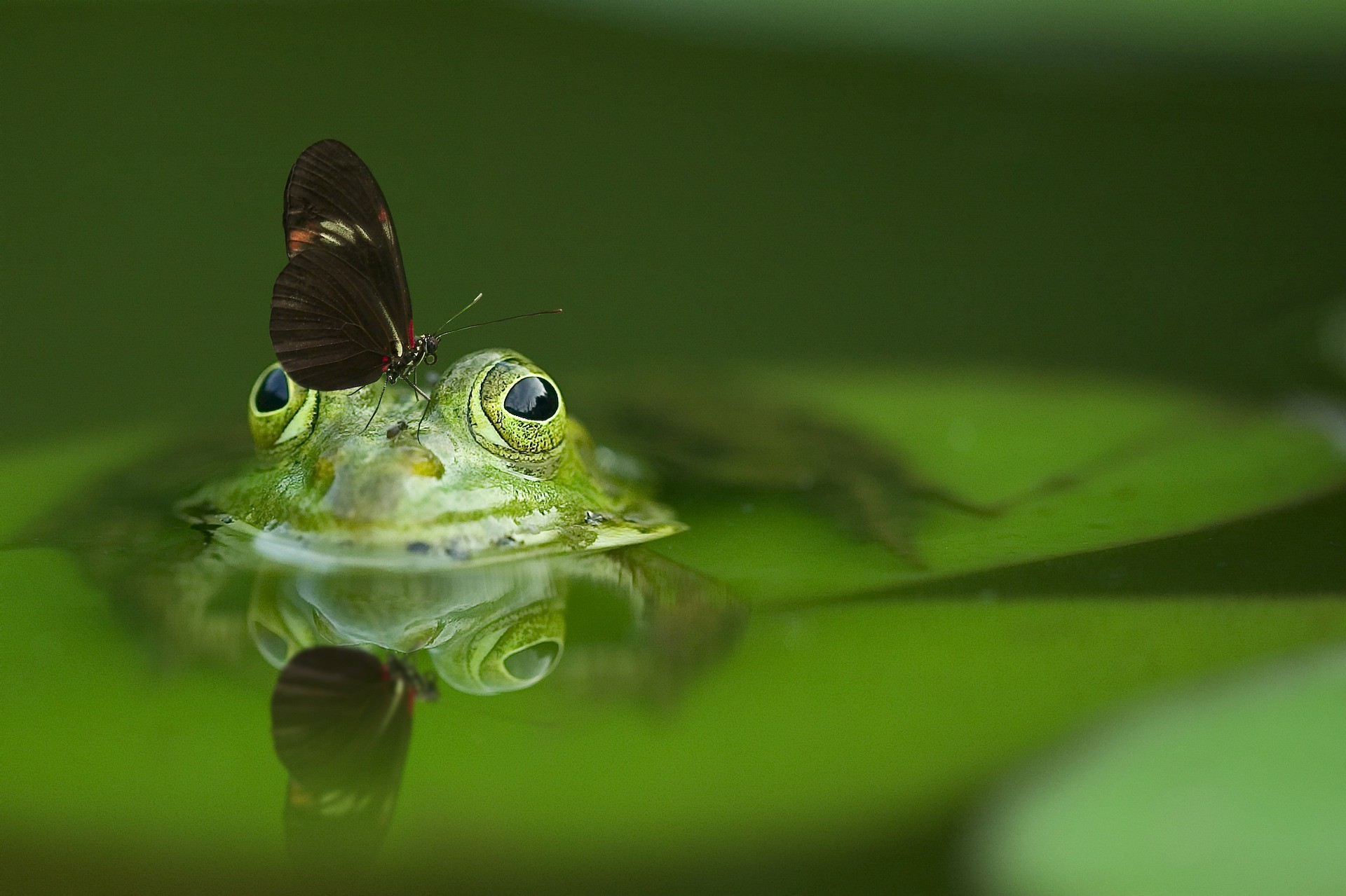 animali portafortuna rana