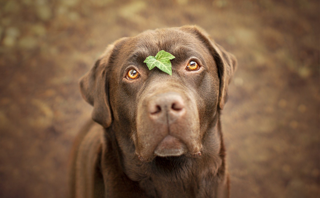 Razze di cani: Labrador