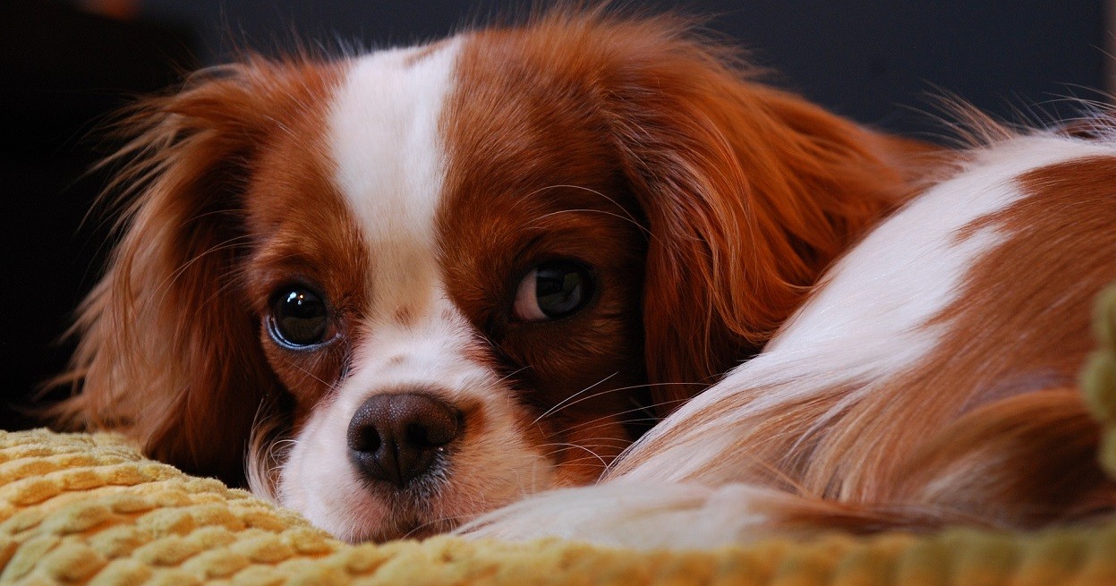 Razze cani compagnia: Cavalier King Charles Spaniel