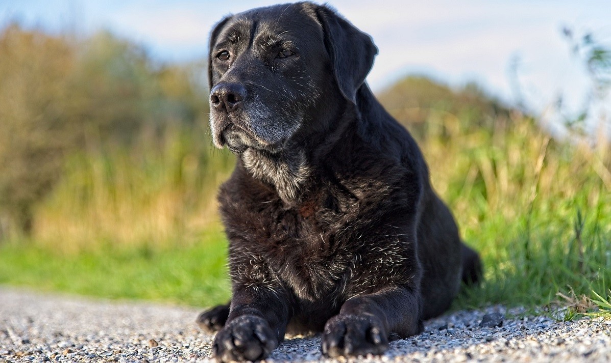 demenza senile cane