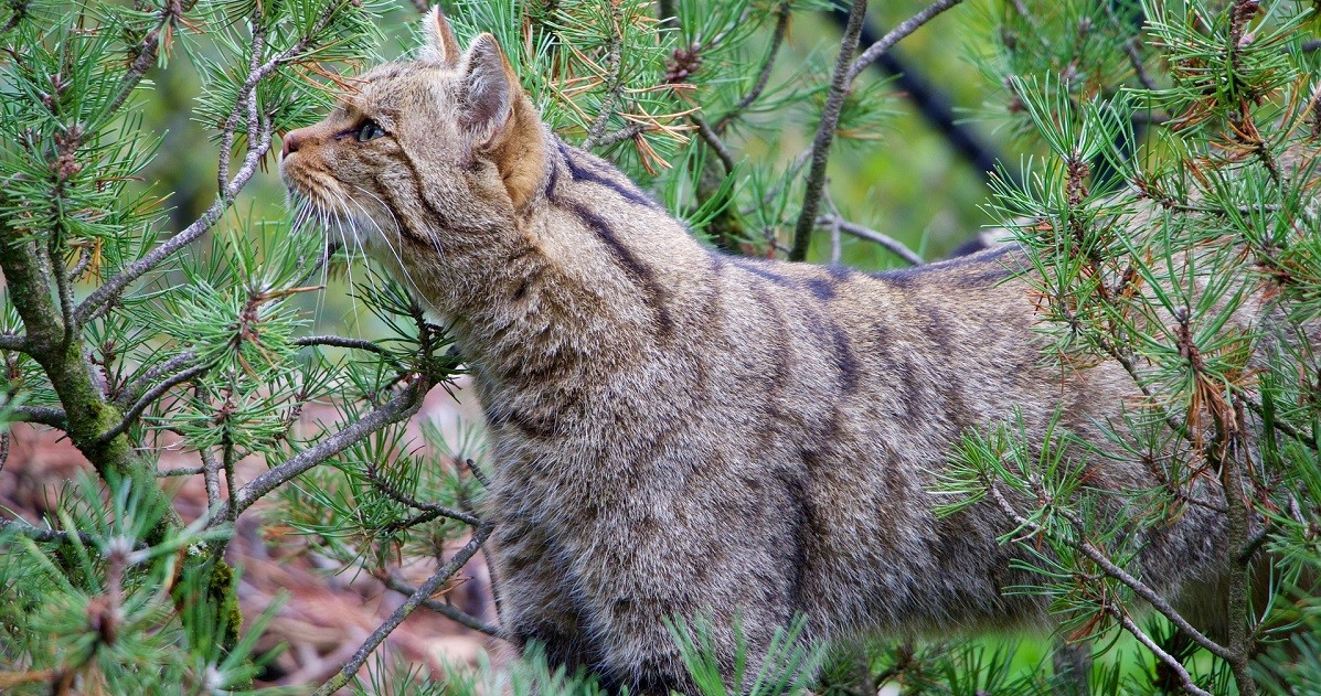 polmonite gatto