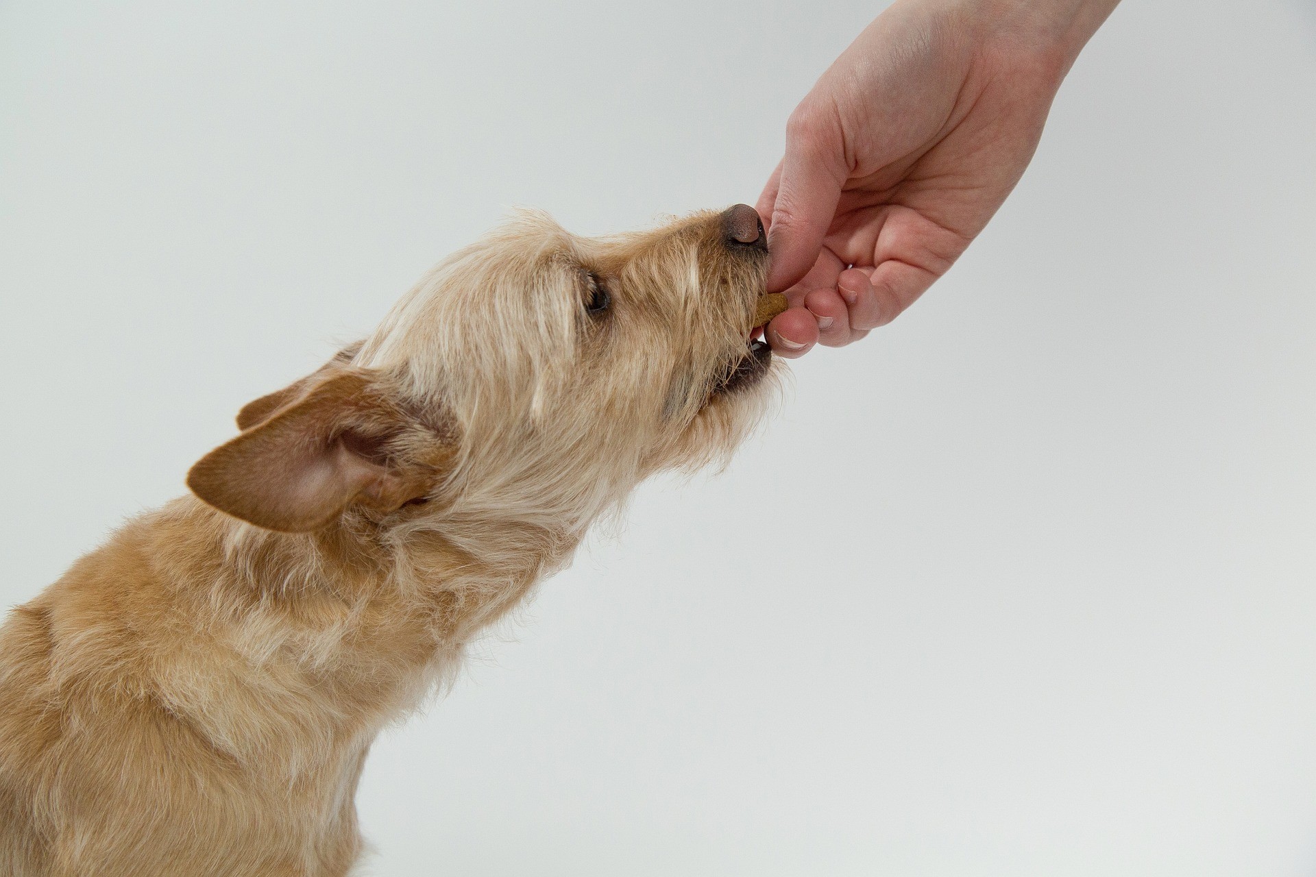 5 ottime fonti di fibre per i cani