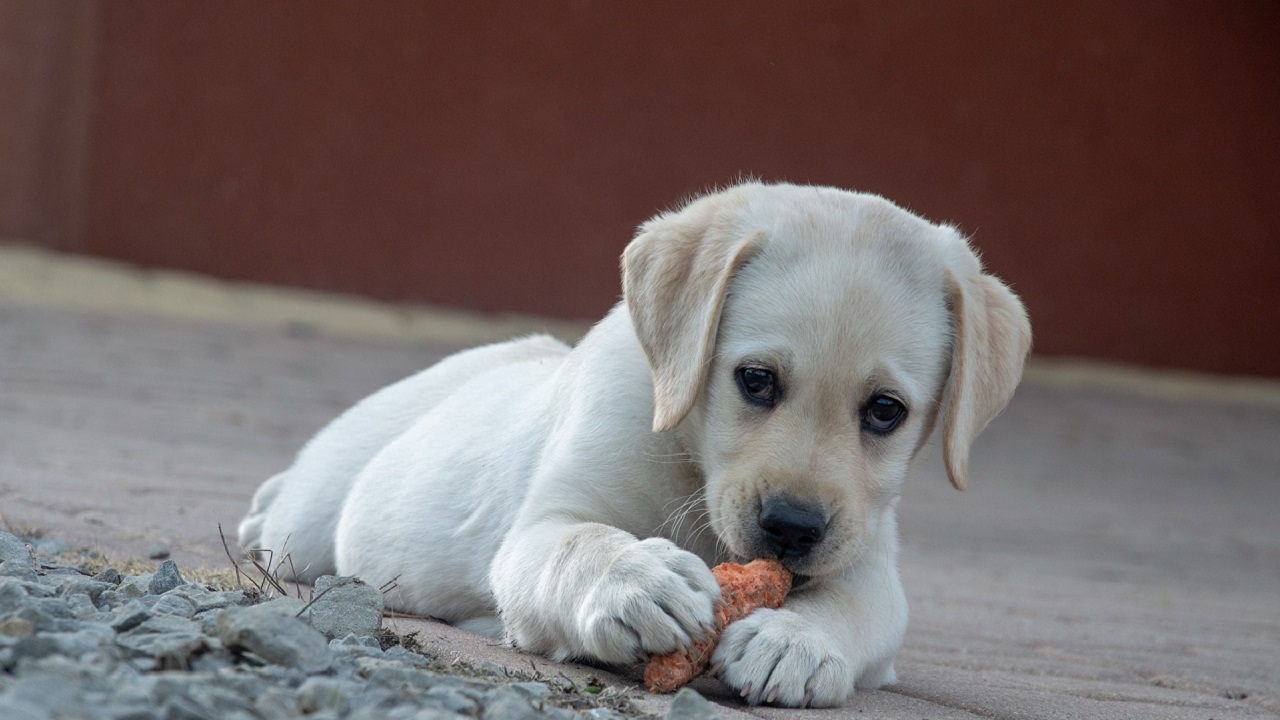 Cane che mangia