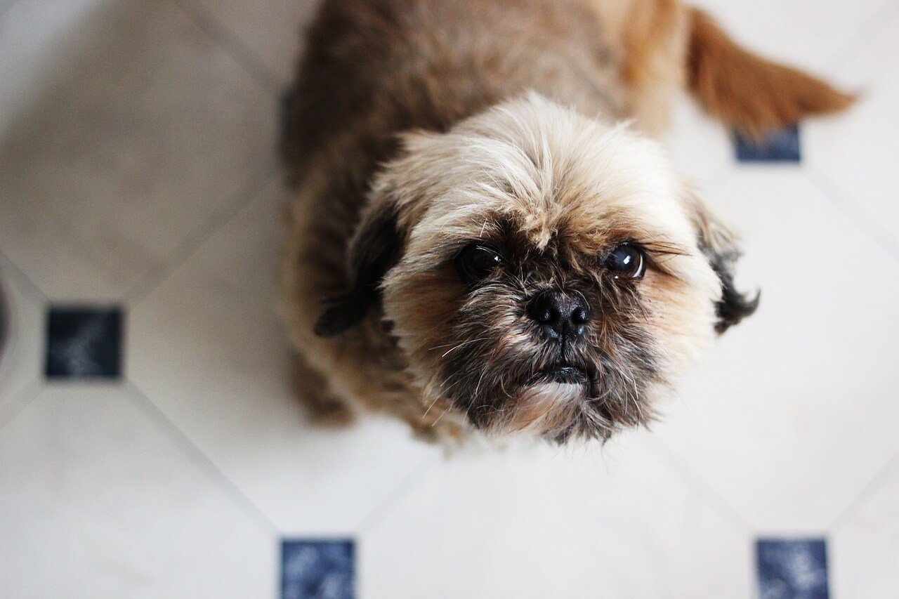 il pane fa male ai cani