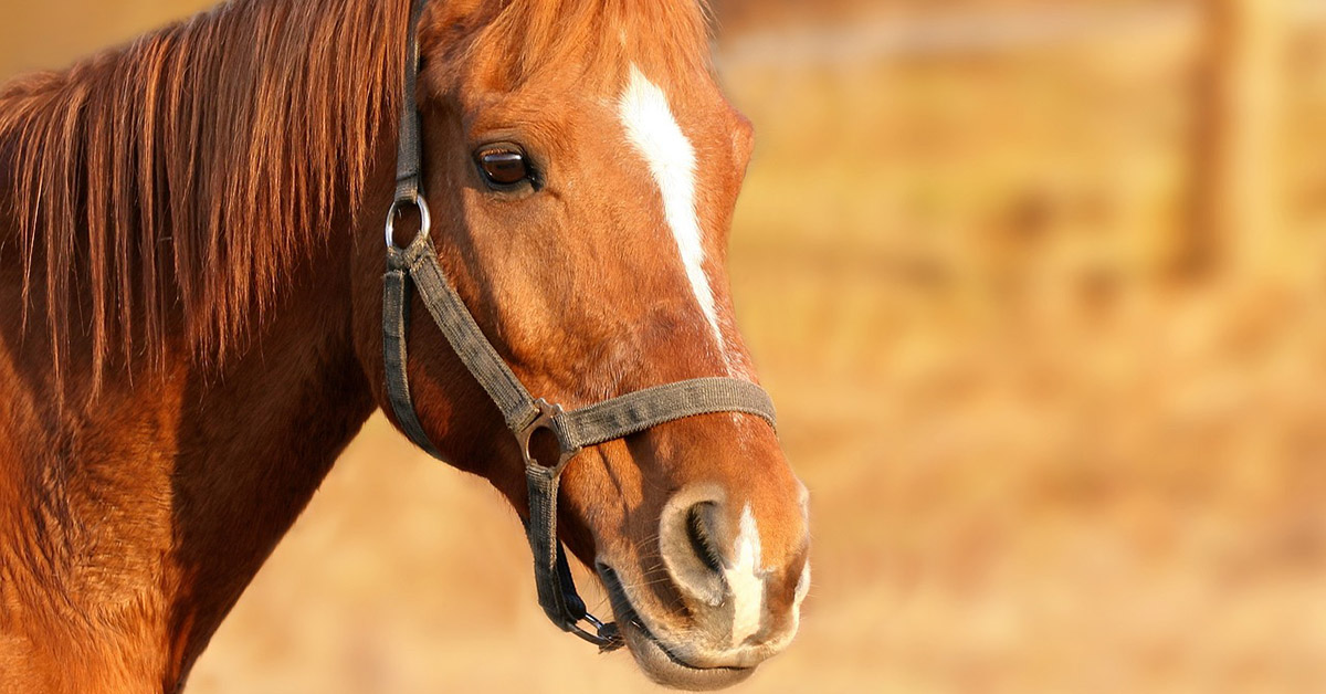 Cavallo