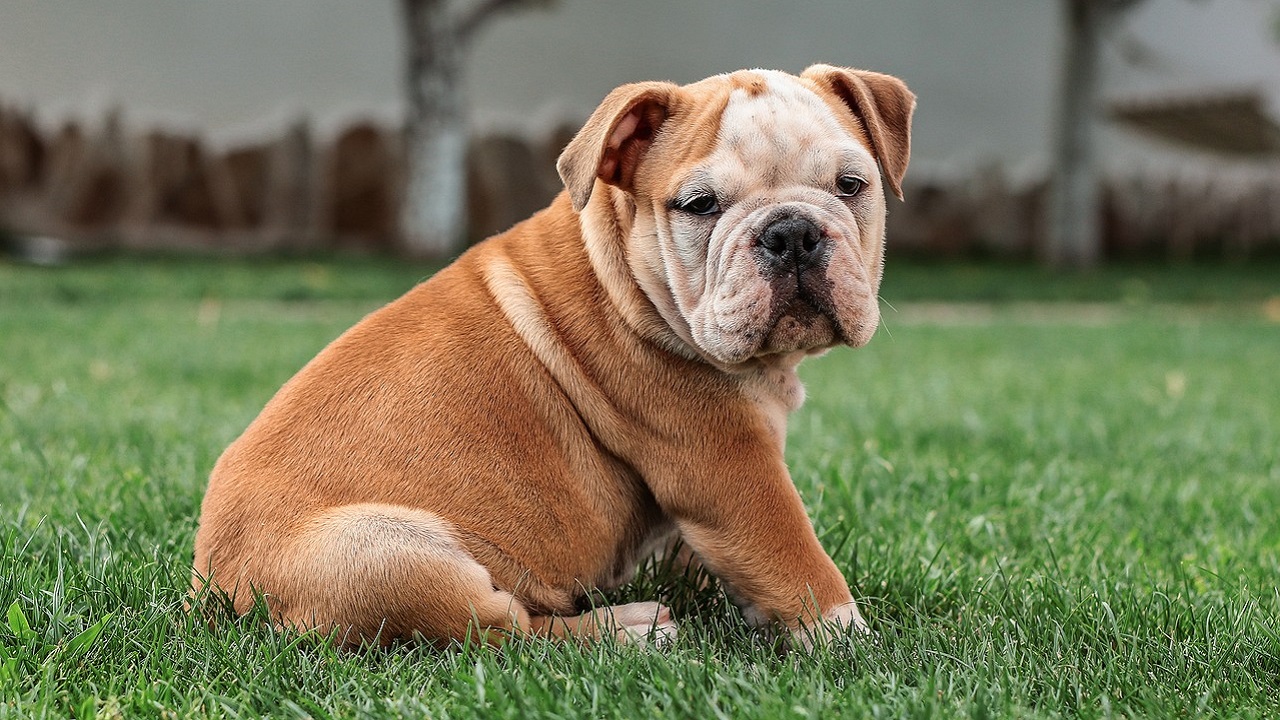 Bulldog inglese