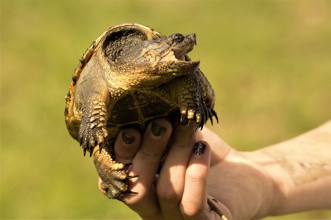 tartaruga pericolosa umani