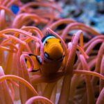 come tenere un pesce pagliaccio acquario