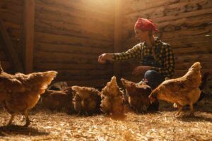 Alimentazione galline presta molta attenzione