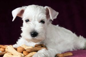 Biscotti per cane