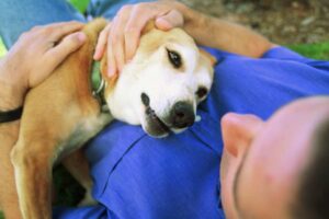 quanto costa un animale domestico