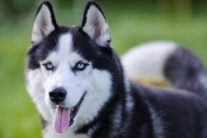 husky